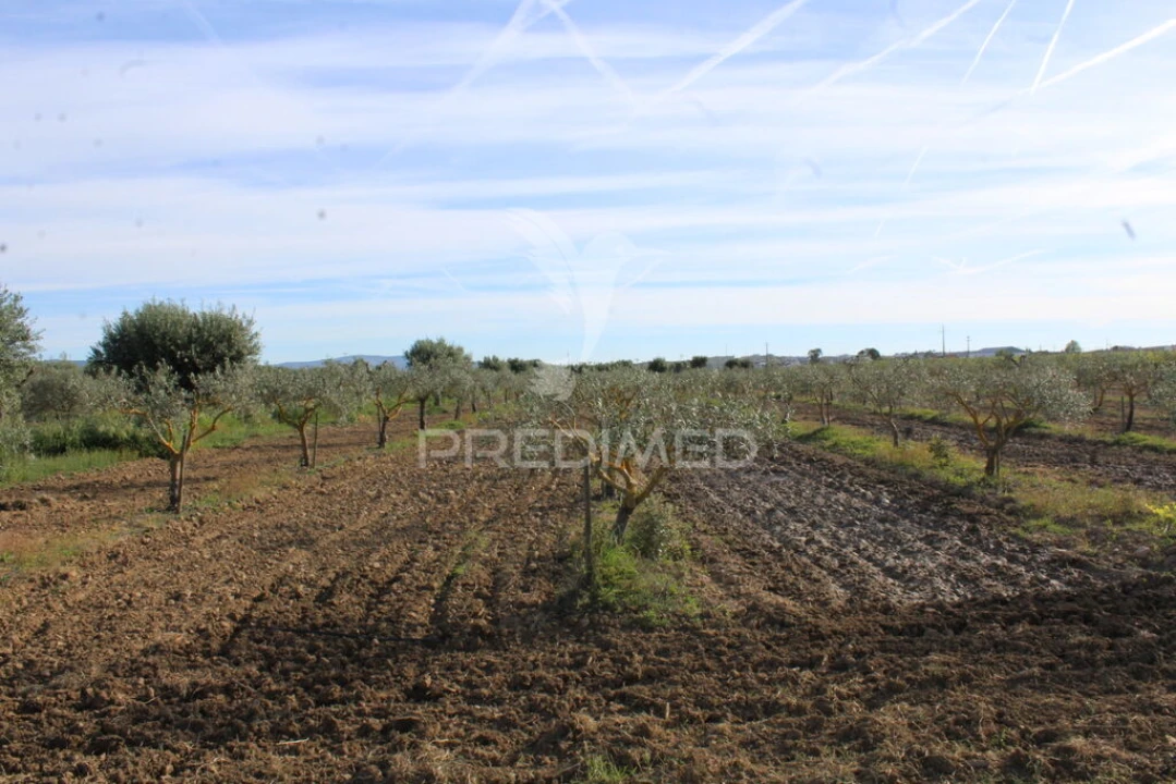 Quinta para Venda em Redondo Foto 11