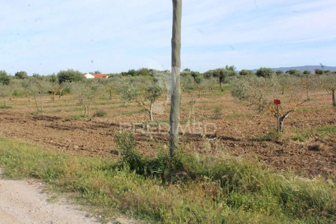 Quinta para Venda em Redondo Foto 13