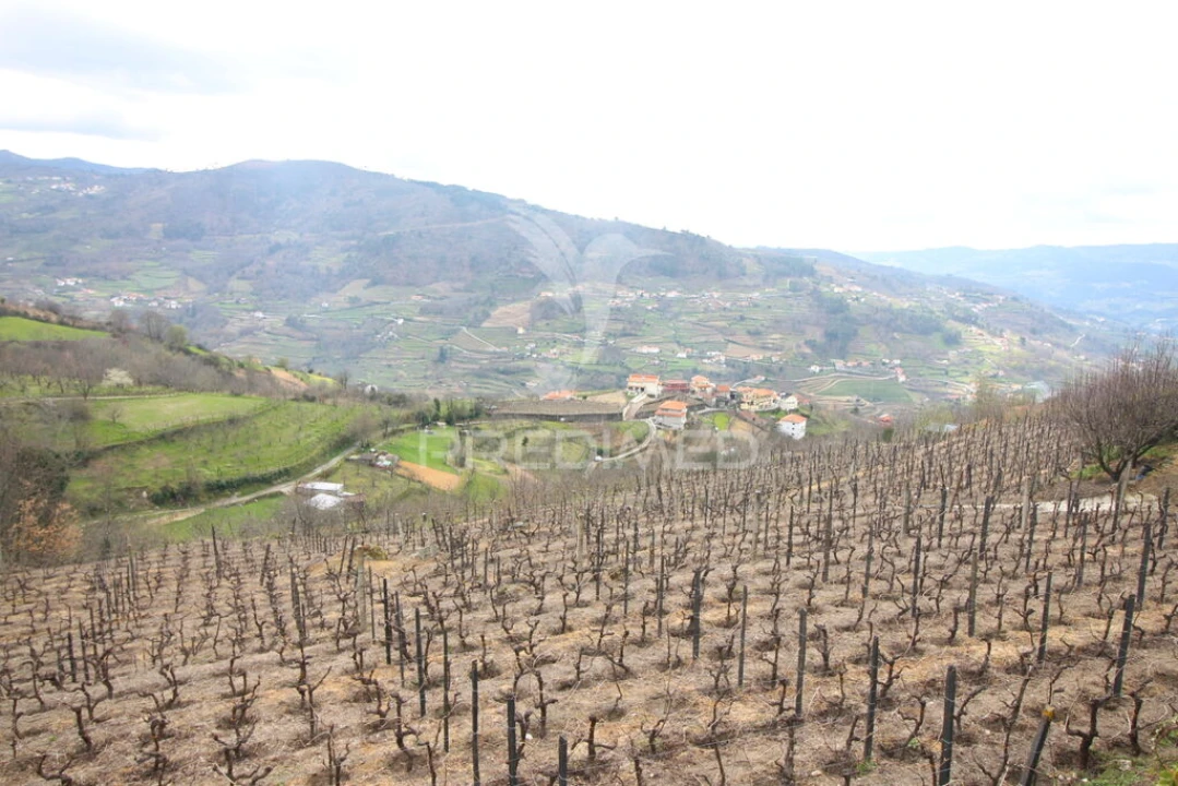 Quinta T2 para Venda em São Martinho de Mouros Foto 6