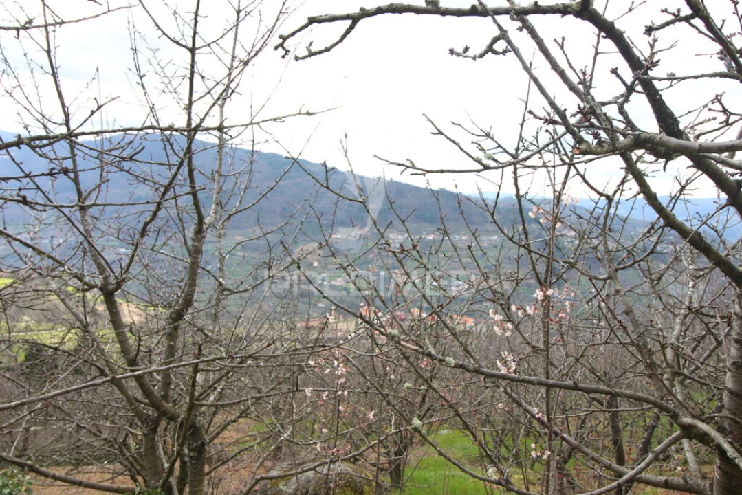 Quinta T2 para Venda em São Martinho de Mouros Foto 19