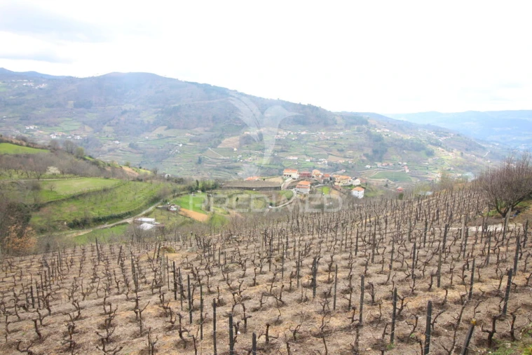 Quinta T2 para Venda em São Martinho de Mouros Foto 6