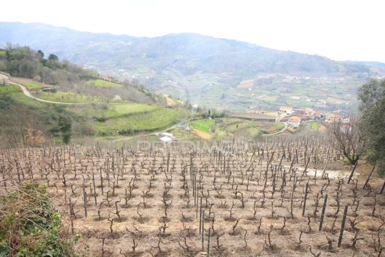 Quinta T2 para Venda em São Martinho de Mouros Foto 5