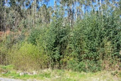 Terreno para Venda em Vieira do Minho