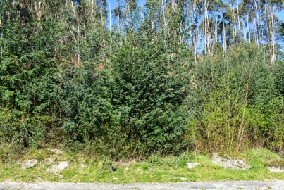 Terreno para Venda em Vieira do Minho