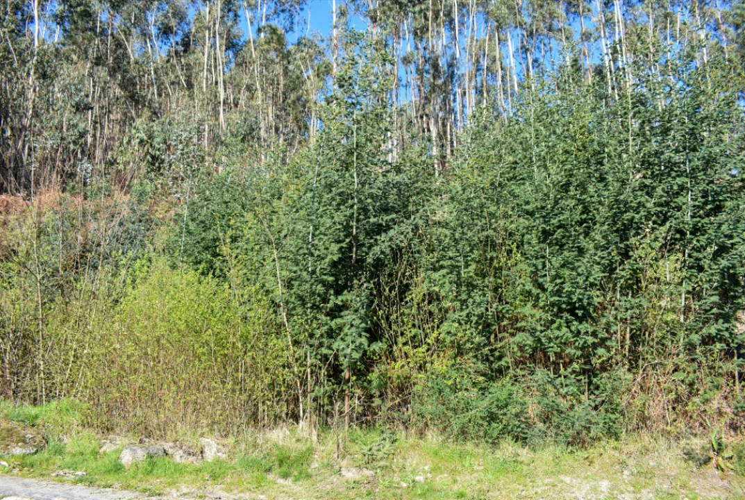 Terreno para Venda em Vieira do Minho Foto 4