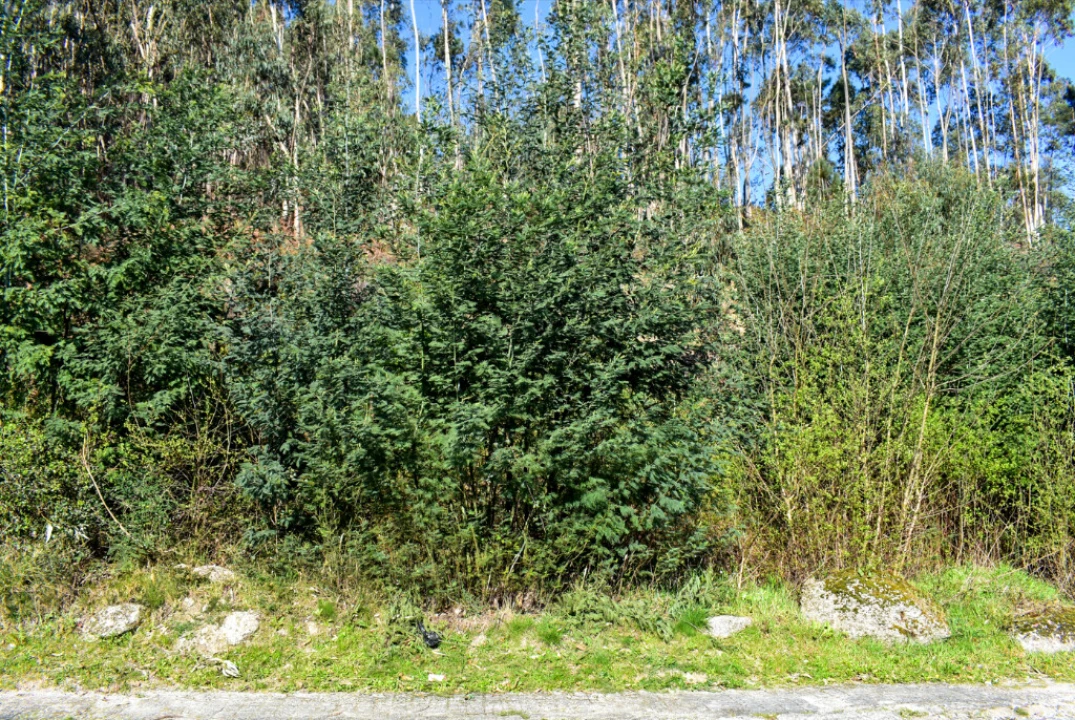Terreno para Venda em Vieira do Minho Foto 3