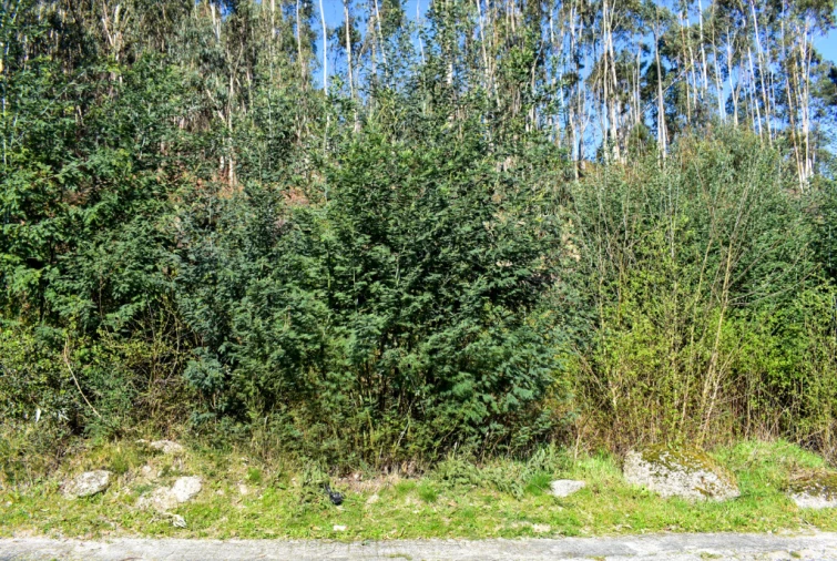 Terreno para Venda em Vieira do Minho Foto 3