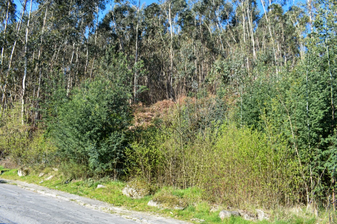 Terreno para Venda em Vieira do Minho Foto 5