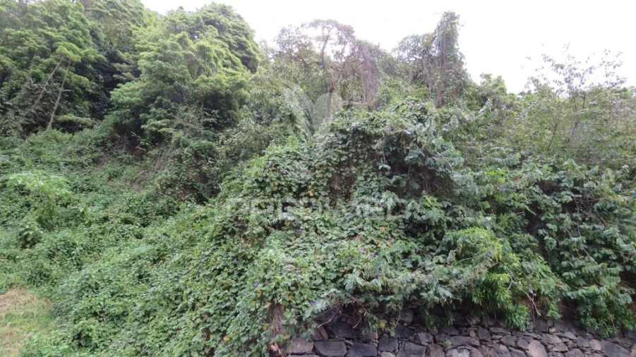 Terreno para Venda em Estreito de Camara de Lobos Foto 2