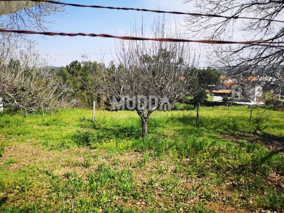 Terreno para Venda em Pinheiro da Bemposta, Travanca e Palmaz Foto 12