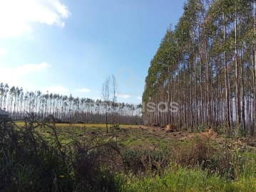 Terreno para Venda em Águeda e Borralha