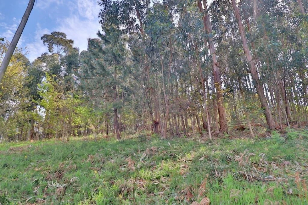 Terreno para Venda em Nogueira, Fraião e Lamaçães Foto 4