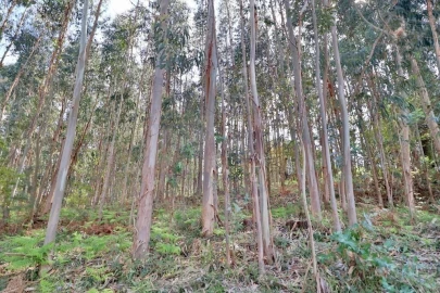 Terreno para Venda em Nogueira, Fraião e Lamaçães