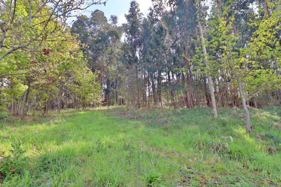 Terreno para Venda em Nogueira, Fraião e Lamaçães Foto 15