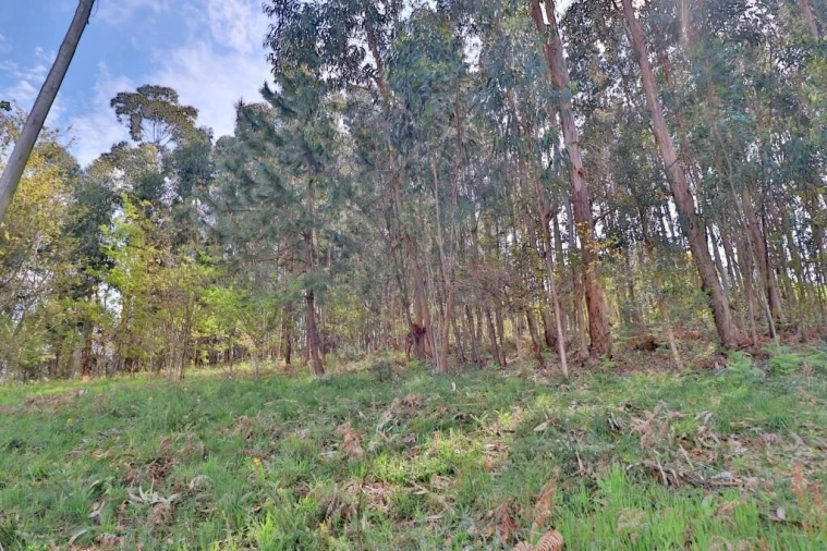 Terreno para Venda em Nogueira, Fraião e Lamaçães Foto 4