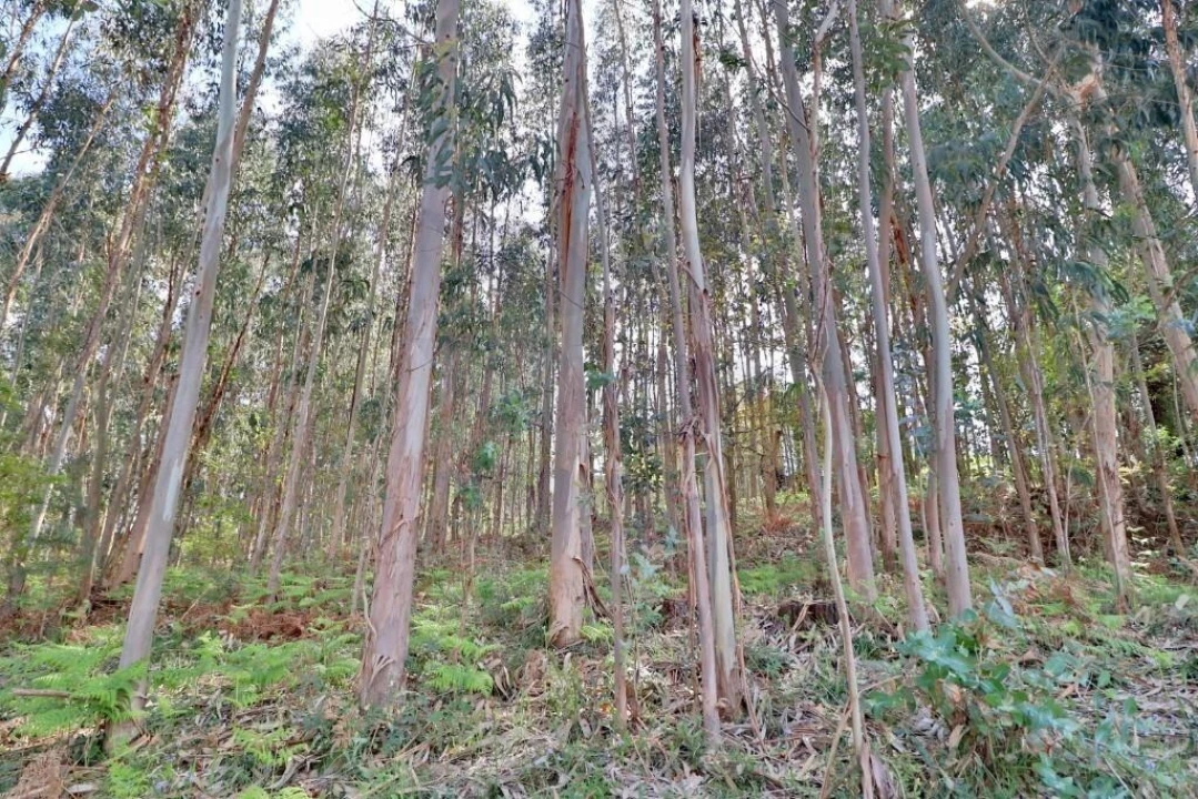 Terreno para Venda em Nogueira, Fraião e Lamaçães Foto 3