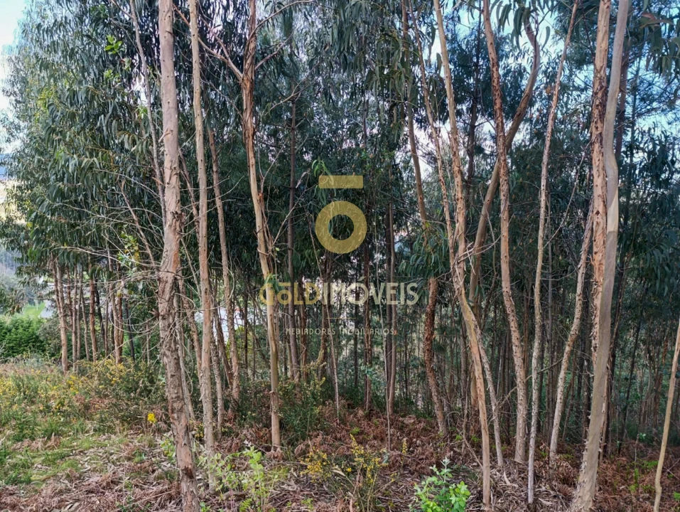 Terreno Agricola ou Rústico para Venda em Galegos Foto 8