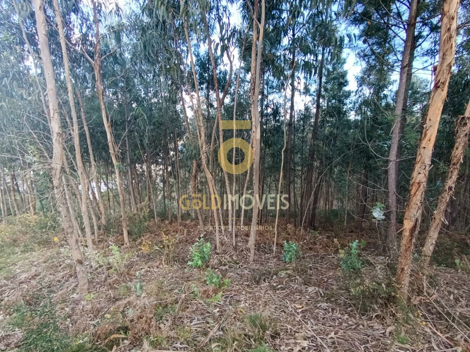 Terreno Agricola ou Rústico para Venda em Galegos Foto 10