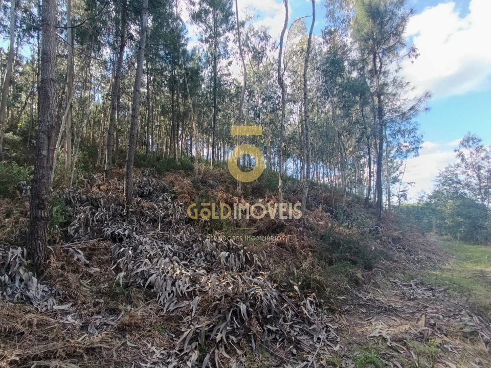 Terreno Agricola ou Rústico para Venda em Galegos Foto 1