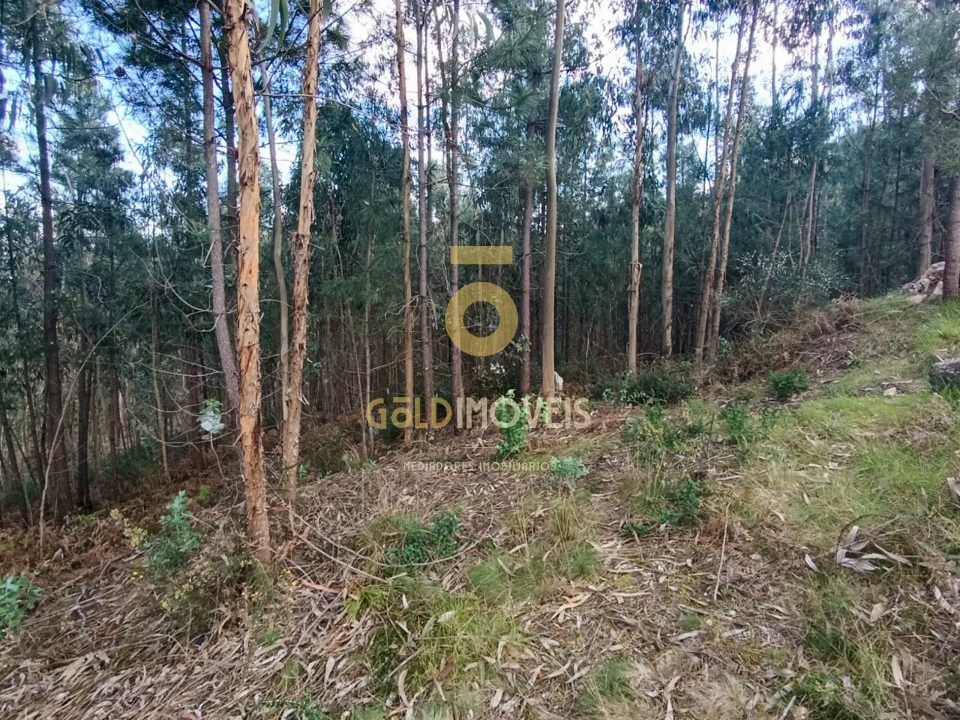 Terreno Agricola ou Rústico para Venda em Galegos Foto 6