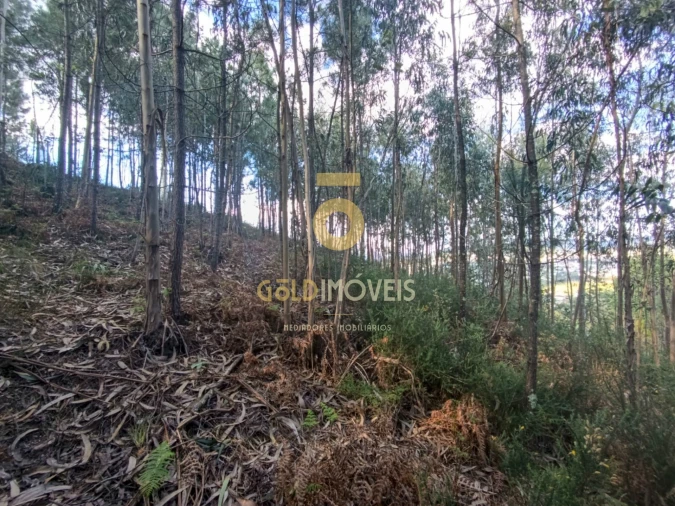 Terreno Agricola ou Rústico para Venda em Galegos Foto 5
