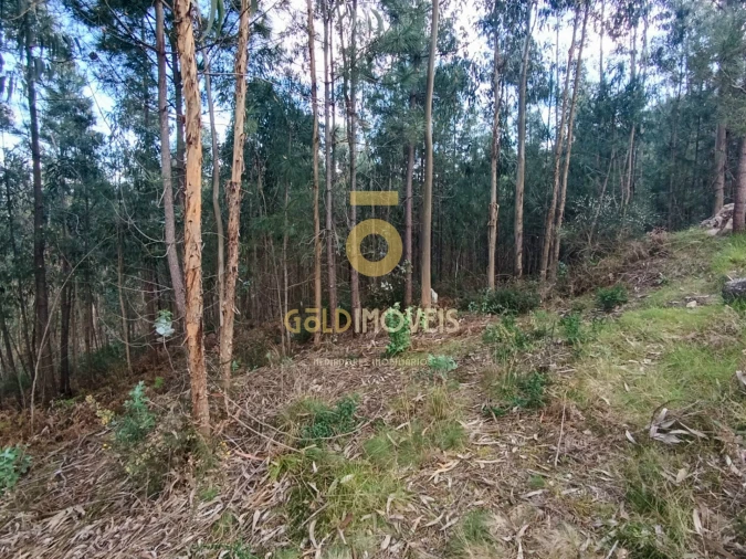 Terreno Agricola ou Rústico para Venda em Galegos Foto 6