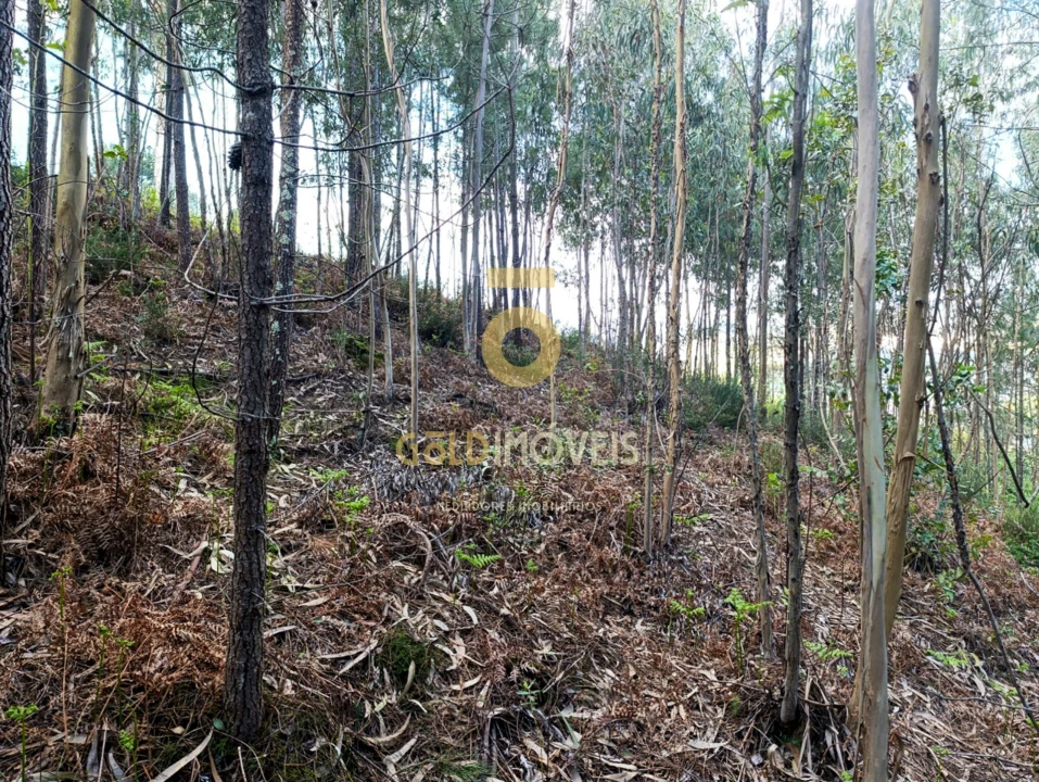 Terreno Agricola ou Rústico para Venda em Galegos Foto 9