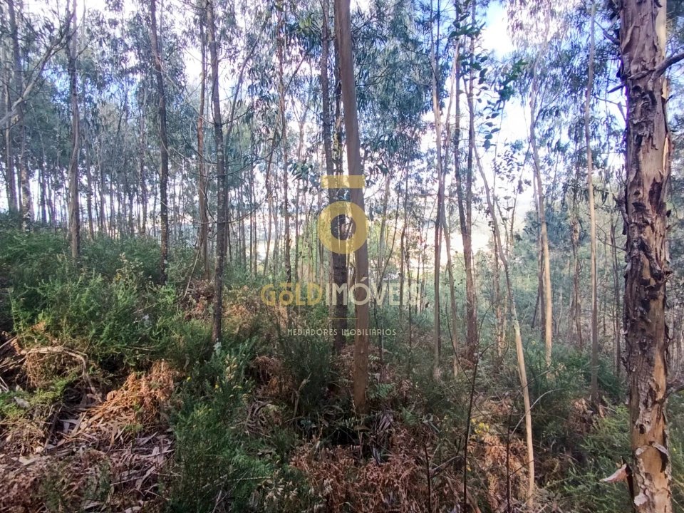 Terreno Agricola ou Rústico para Venda em Galegos Foto 7