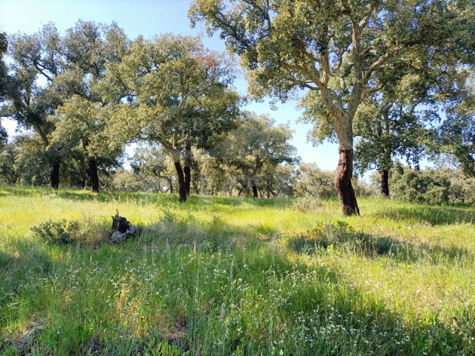 Terreno para Venda em Santo Estêvão Foto 5