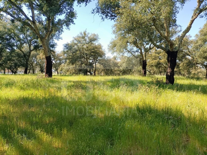Terreno para Venda em Santo Estêvão Foto 2