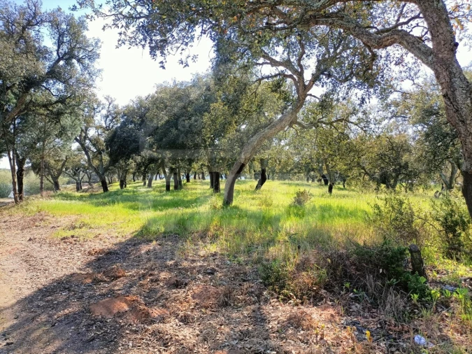 Terreno para Venda em Santo Estêvão Foto 3
