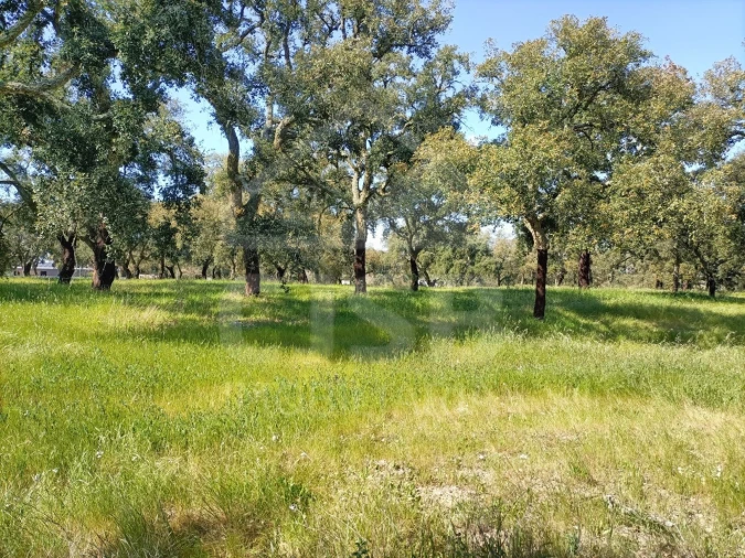Terreno para Venda em Santo Estêvão Foto 4