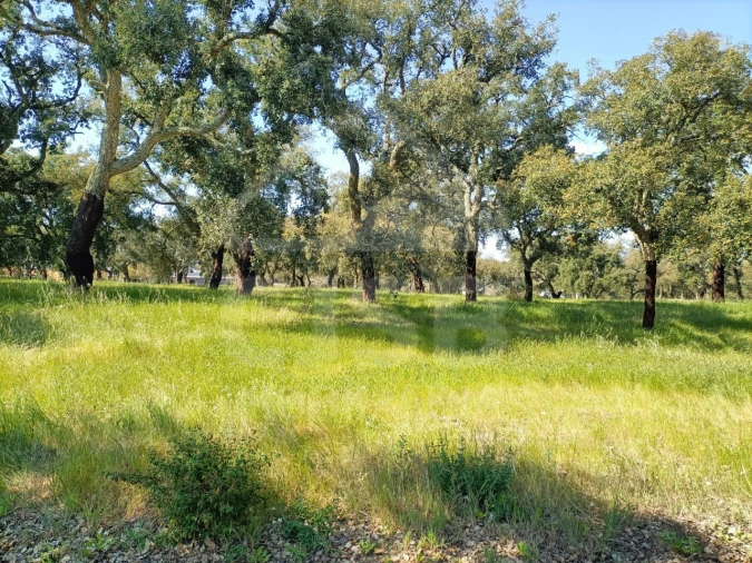 Terreno para Venda em Santo Estêvão Foto 6