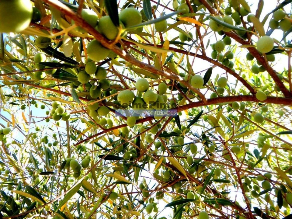 Terreno Agricola ou Rústico para Venda em Escalhão Foto 6
