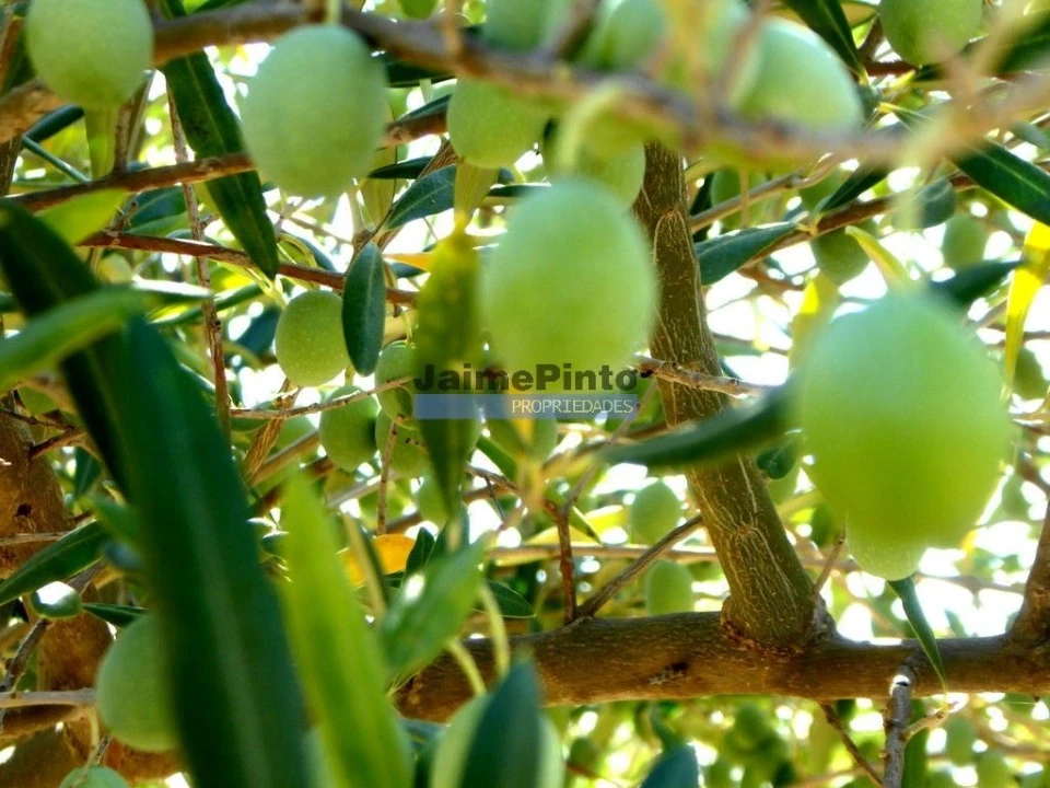 Terreno Agricola ou Rústico para Venda em Escalhão Foto 8