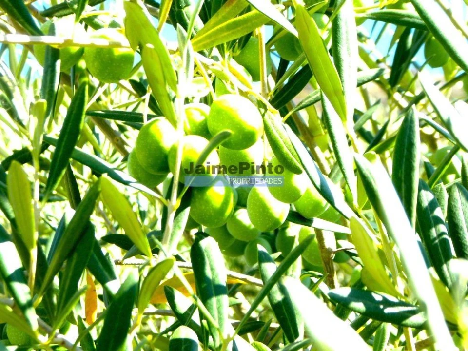 Terreno Agricola ou Rústico para Venda em Escalhão Foto 1