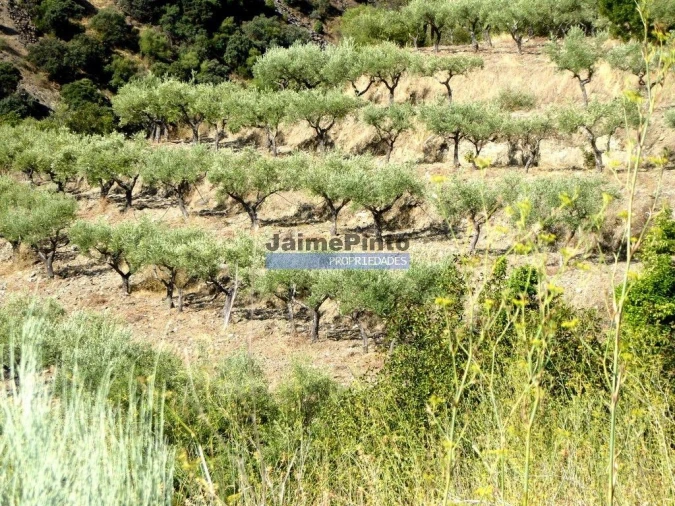 Terreno Agricola ou Rústico para Venda em Escalhão Foto 4