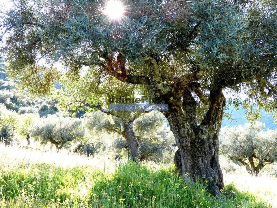 Terreno Agricola ou Rústico para Venda em Escalhão Foto 2