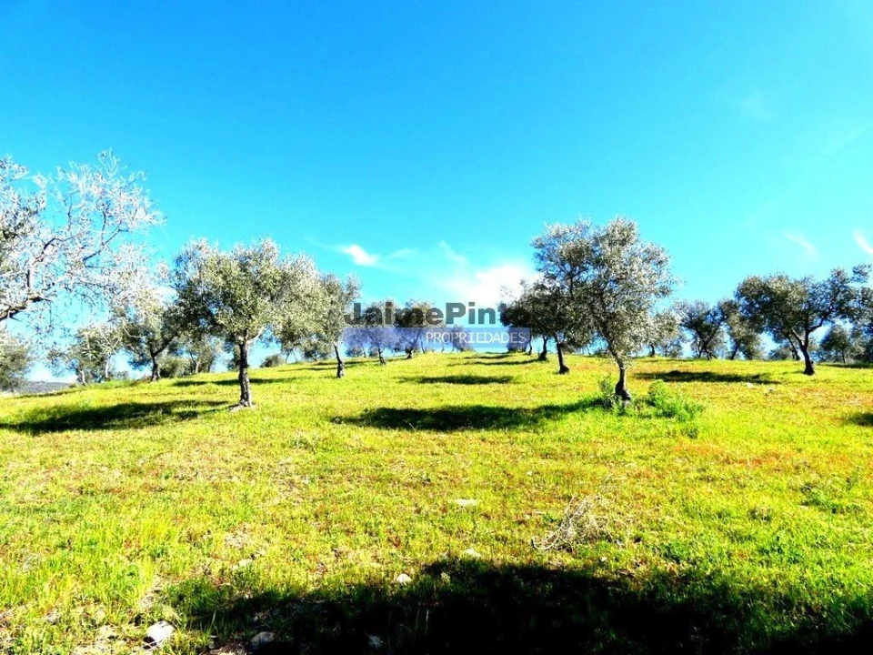 Terreno Agricola ou Rústico para Venda em Vila Flor e Nabo Foto 1