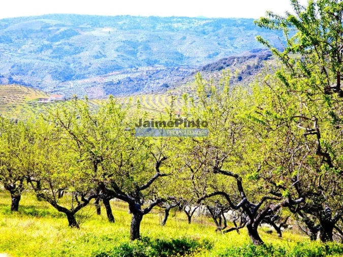 Terreno Agricola ou Rústico para Venda em Vila Flor e Nabo Foto 3