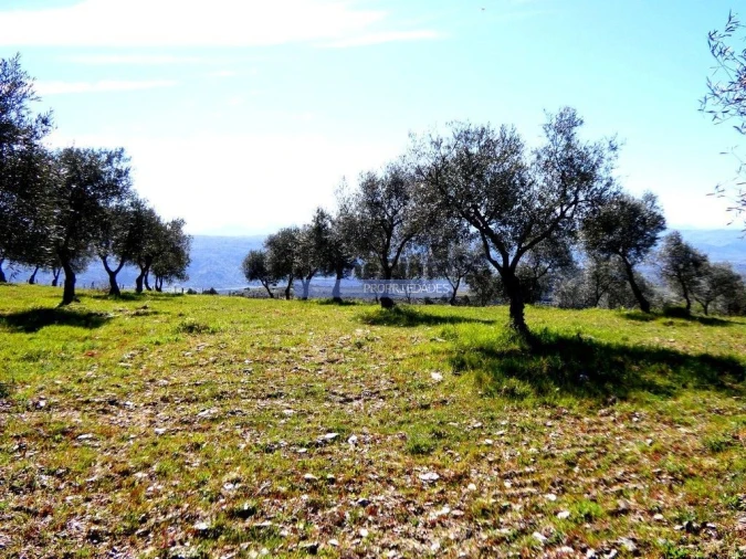 Terreno Agricola ou Rústico para Venda em Vila Flor e Nabo Foto 6