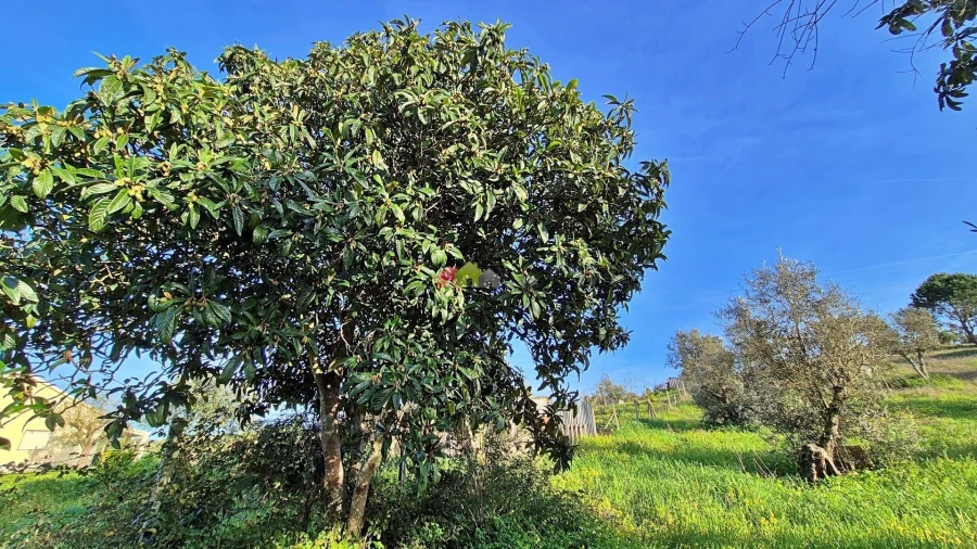 Quinta T2 para Venda em Nossa Senhora da Vila, Nossa Senhora do Bispo e Silveiras Foto 2
