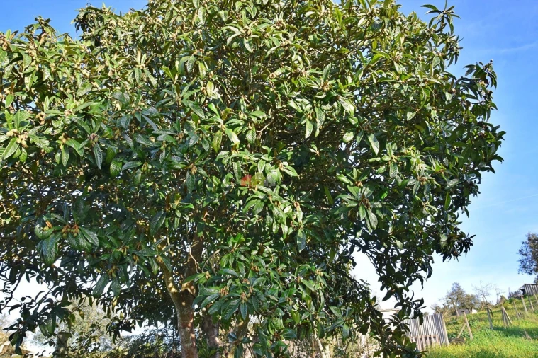 Quinta T2 para Venda em Nossa Senhora da Vila, Nossa Senhora do Bispo e Silveiras Foto 30