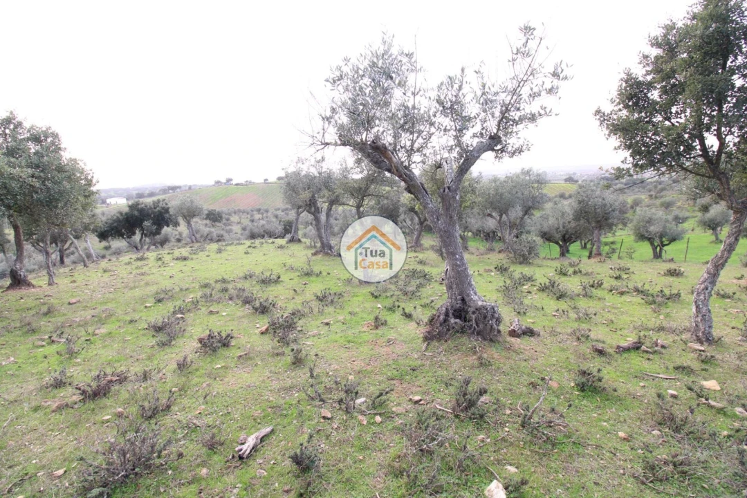 Terreno para Venda em Redondo Foto 8