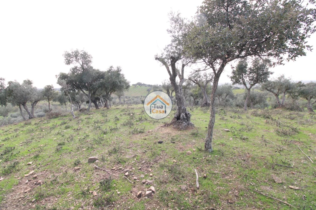 Terreno para Venda em Redondo Foto 7