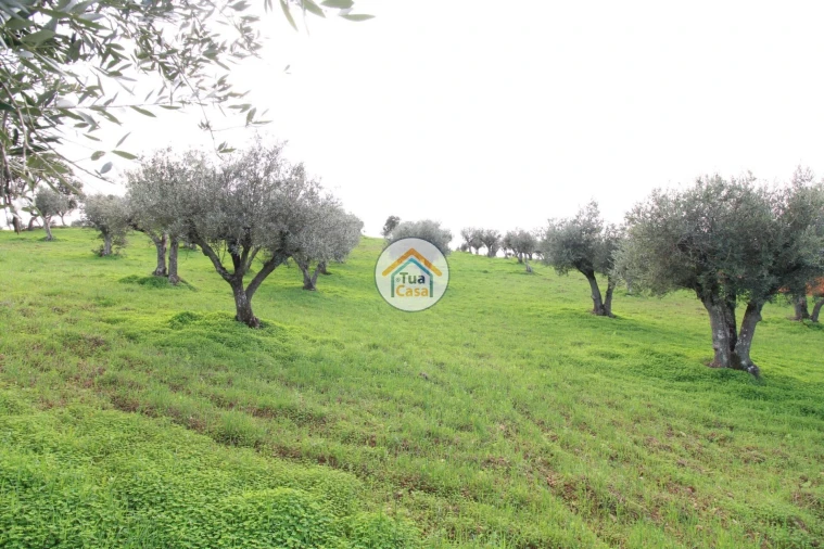 Terreno para Venda em Redondo
