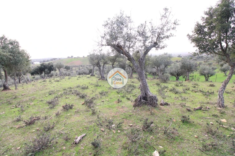 Terreno para Venda em Redondo Foto 8