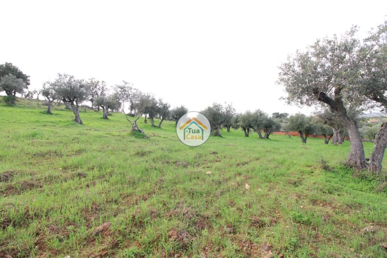 Terreno para Venda em Redondo Foto 3