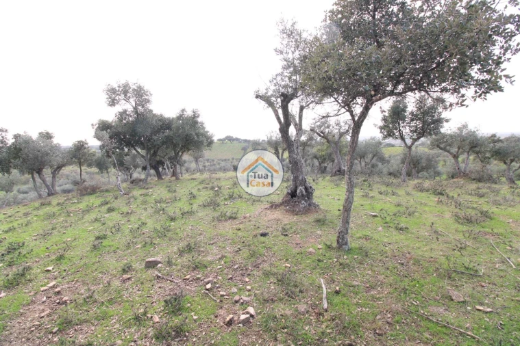 Terreno para Venda em Redondo Foto 7