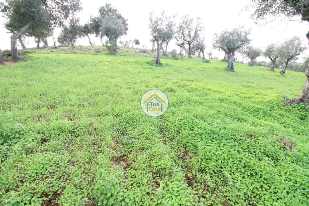 Terreno para Venda em Redondo Foto 5